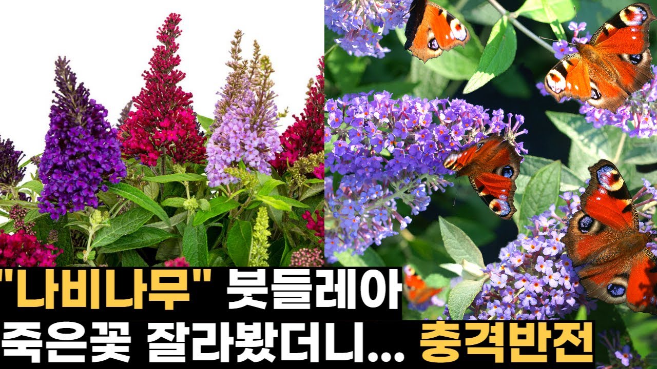 🦋나비나무 붓들레아, 죽은꽃 잘랐더니... 충격반전!