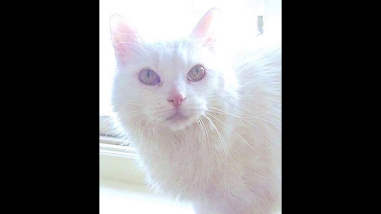 Serenading Layla:  Performed by Thomas Axtell
