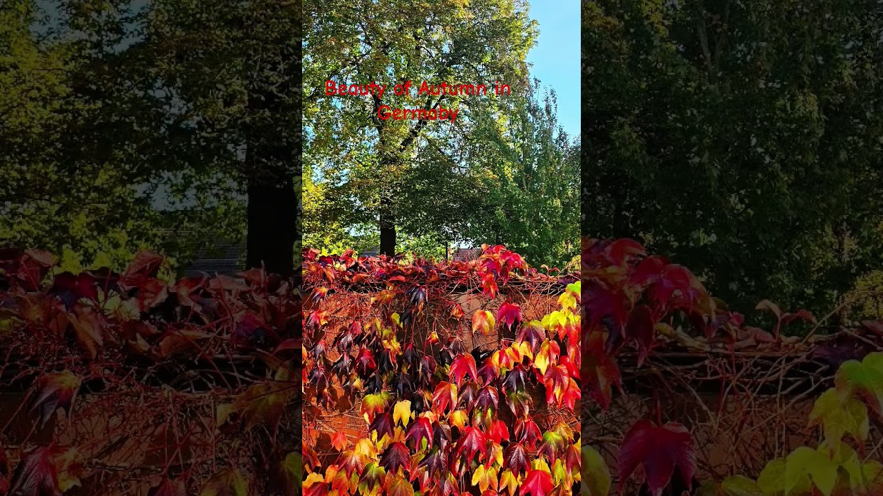 Falling leaves of Autumn in Germany #germany #autumn #nature #shorts #shortsvideo #greifswald