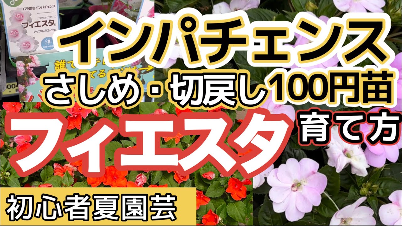 【インパチェンスの育て方】フィエスタ・100円苗・切戻し。さしめ・摘心・カーメン君カラーの鉢・まとめて全部をギュッとお伝え