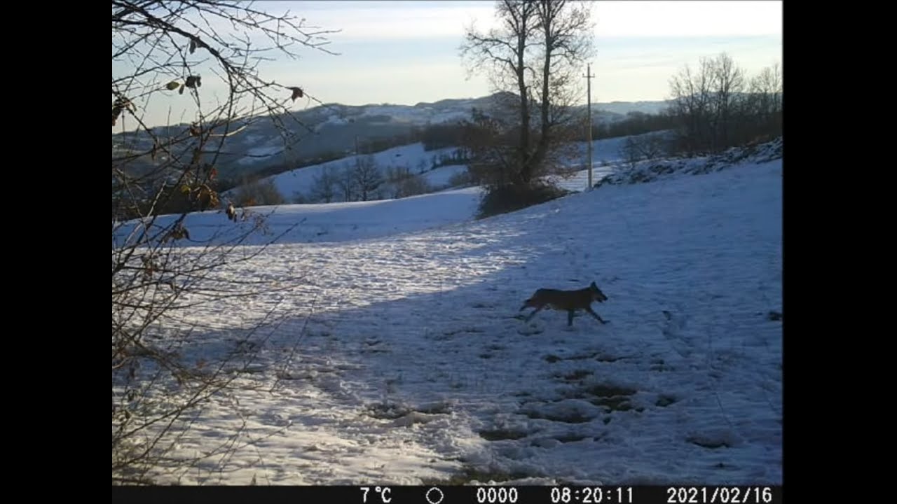 LA VITA IN NATURA.