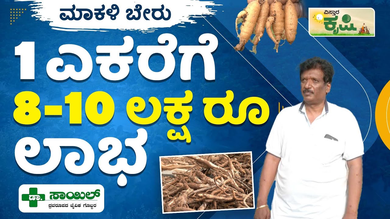 ಮಾಕಳಿ ಬೇರು,1 ಎಕರೆಗೆ 8-10 ಲಕ್ಷ ರೂ ಲಾಭ! | Vistara Krishi | Bellary | Makali Beru |Swallow Root Farming