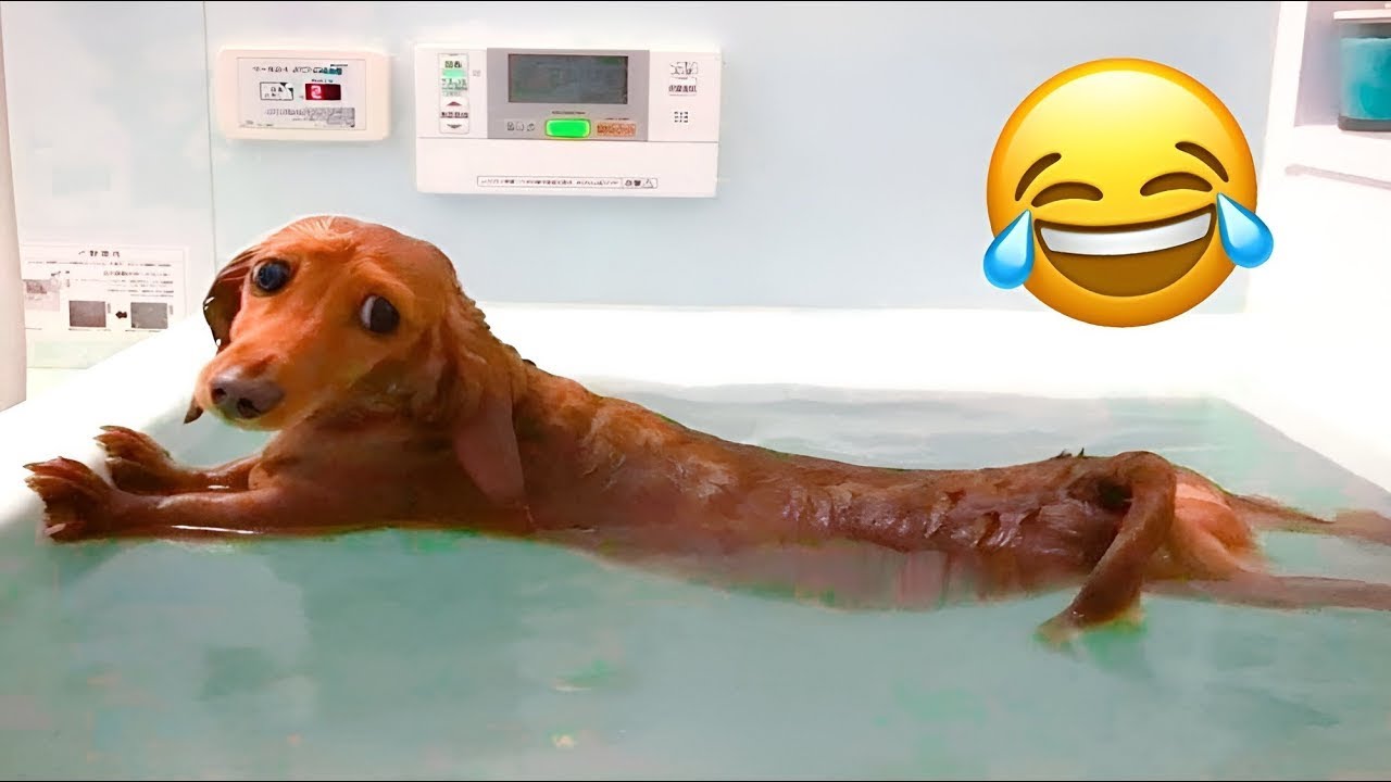 2 Hours Of Funniest Cats & Dogs Videos 😂 Hilarious Animals 2023 🐾