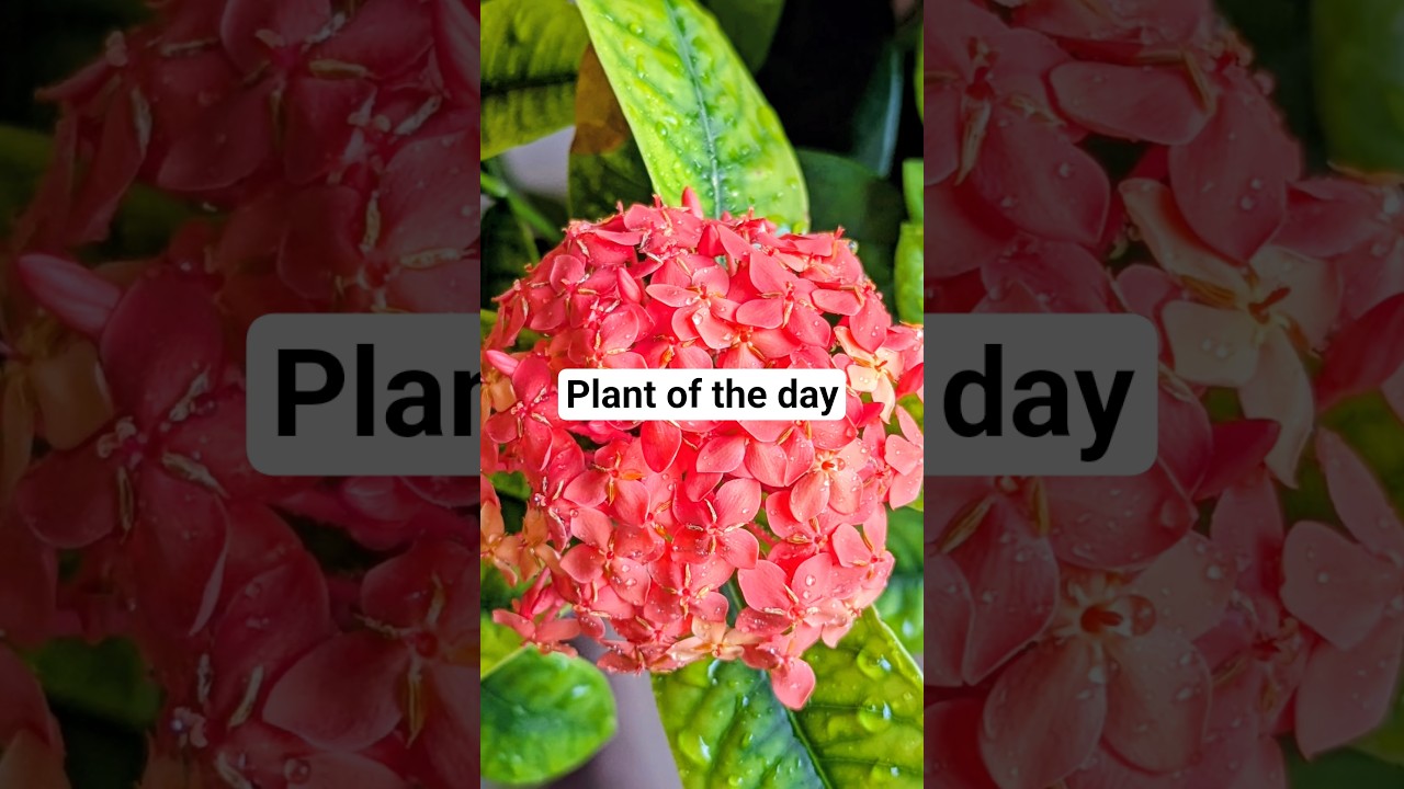 balcony garden, ixora #plants  #gardening #balconygarden #plantlovers #gardeners #gardner #flowers