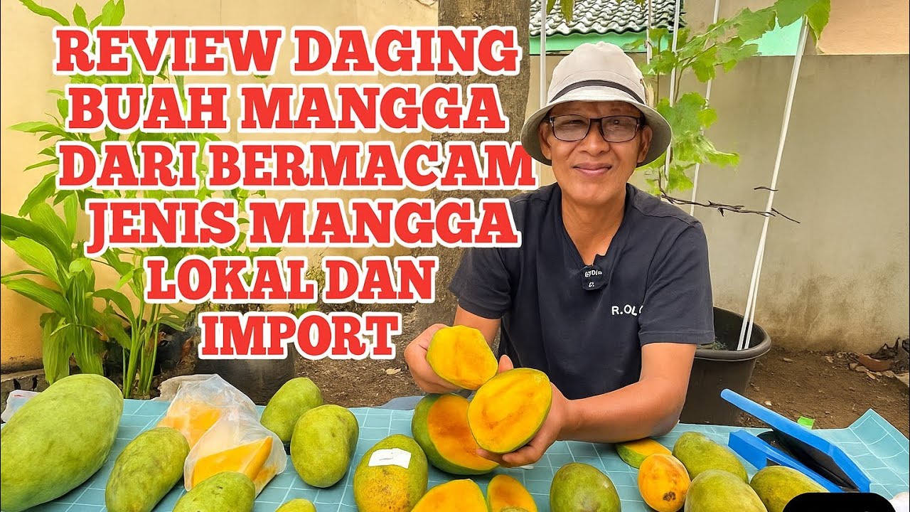 BEDA RASA MANGGA LOKAL DAN IMPORT! | Review Lengkap Daging Buah, Aroma, dan Tekstur
