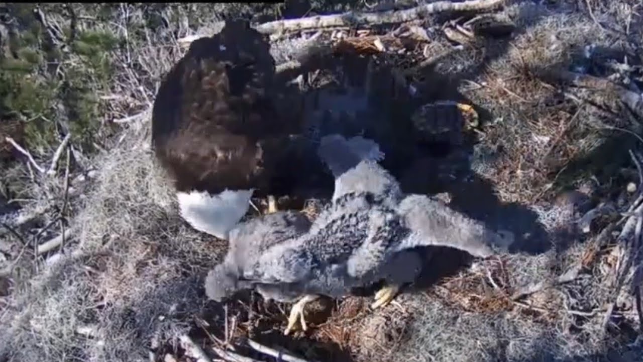 Dad brings a small turtle, Big eaglet bonk small eaglet | Kisatchie National Forest E-1 | Feb 22, 26