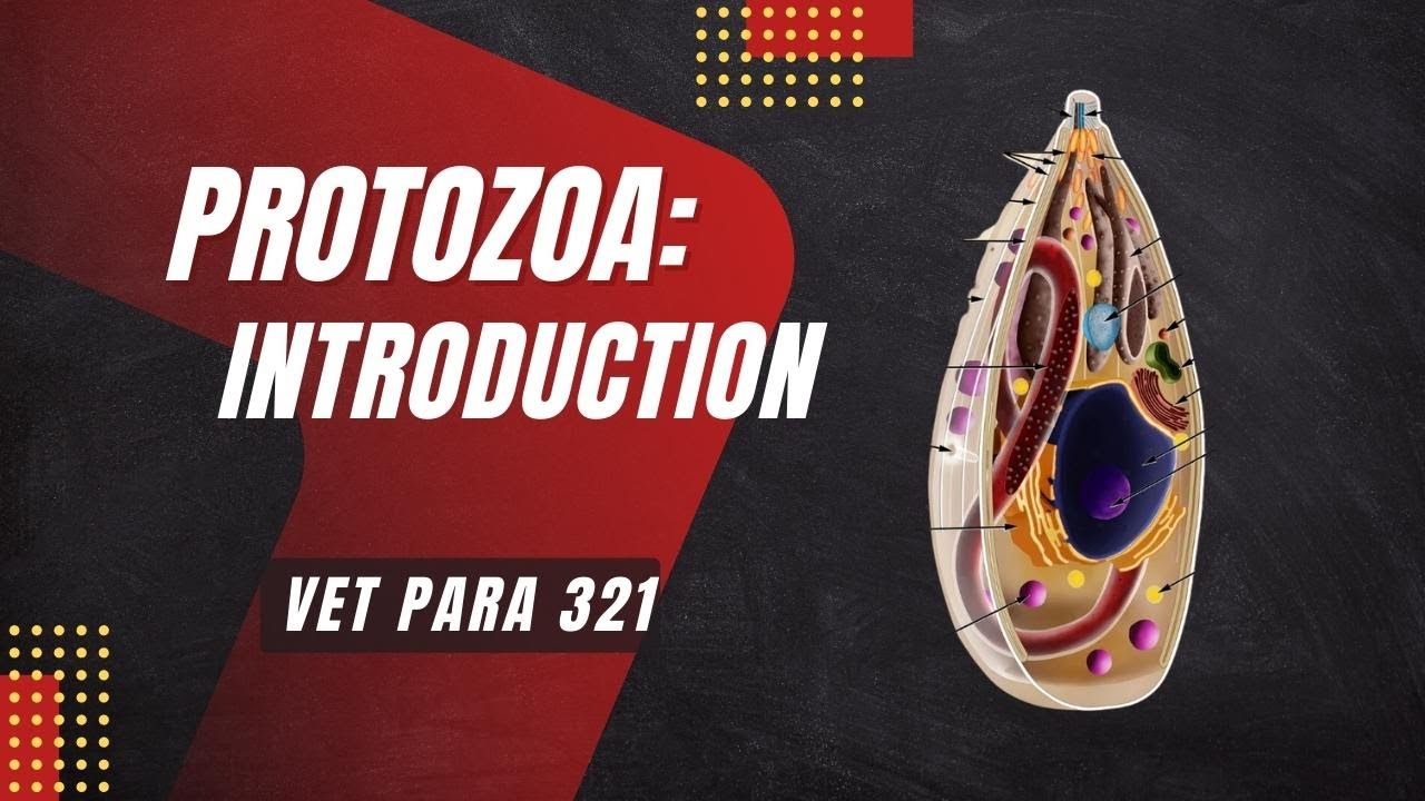 VET PARA 1 | Protozoa: Introduction | Chapter 10