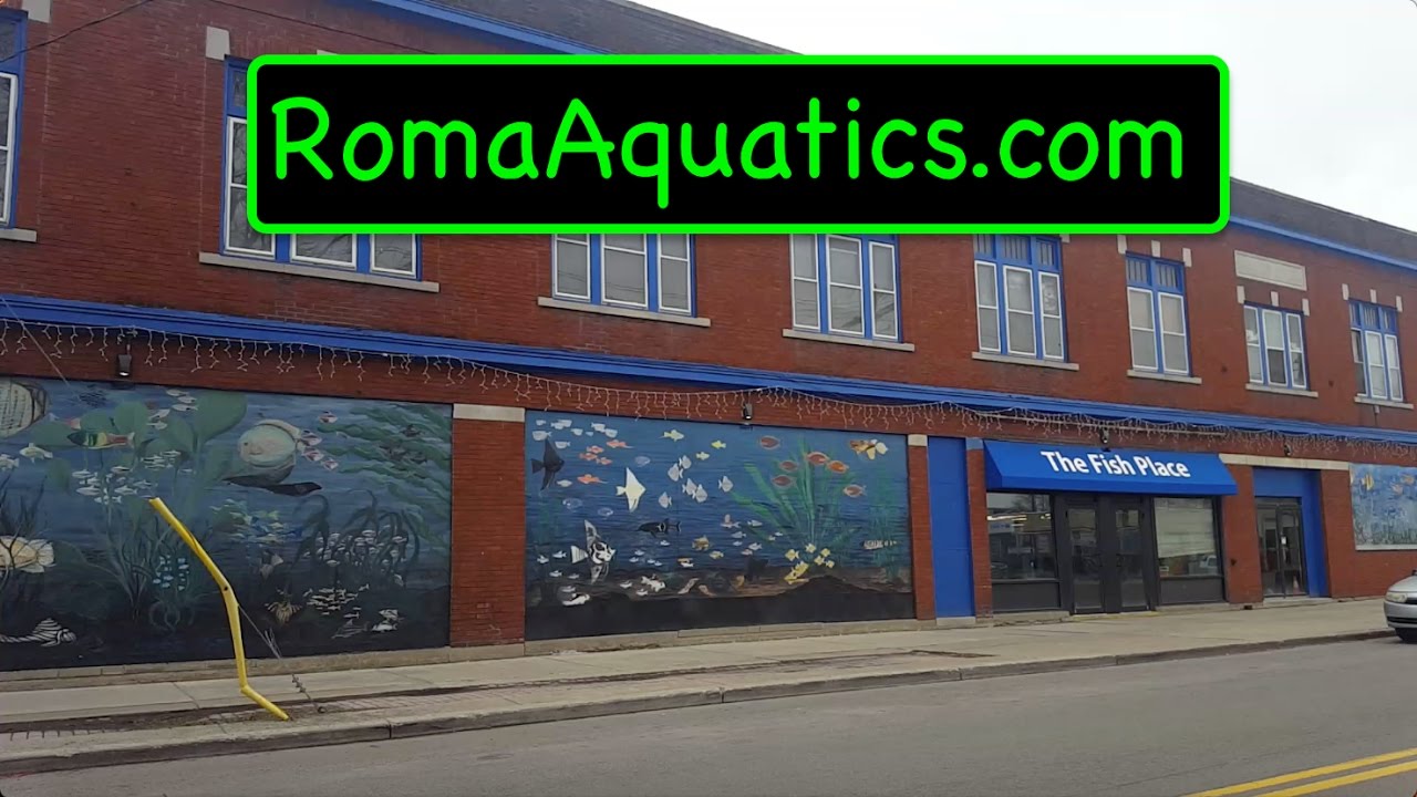 The Fish Place Tour - RomaAquatics.com
