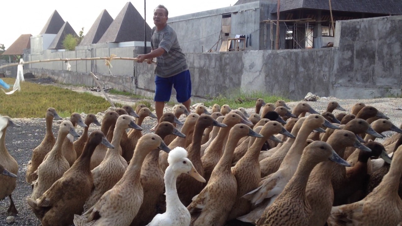 Duck Herding - Ubud, Bali, Indonesia