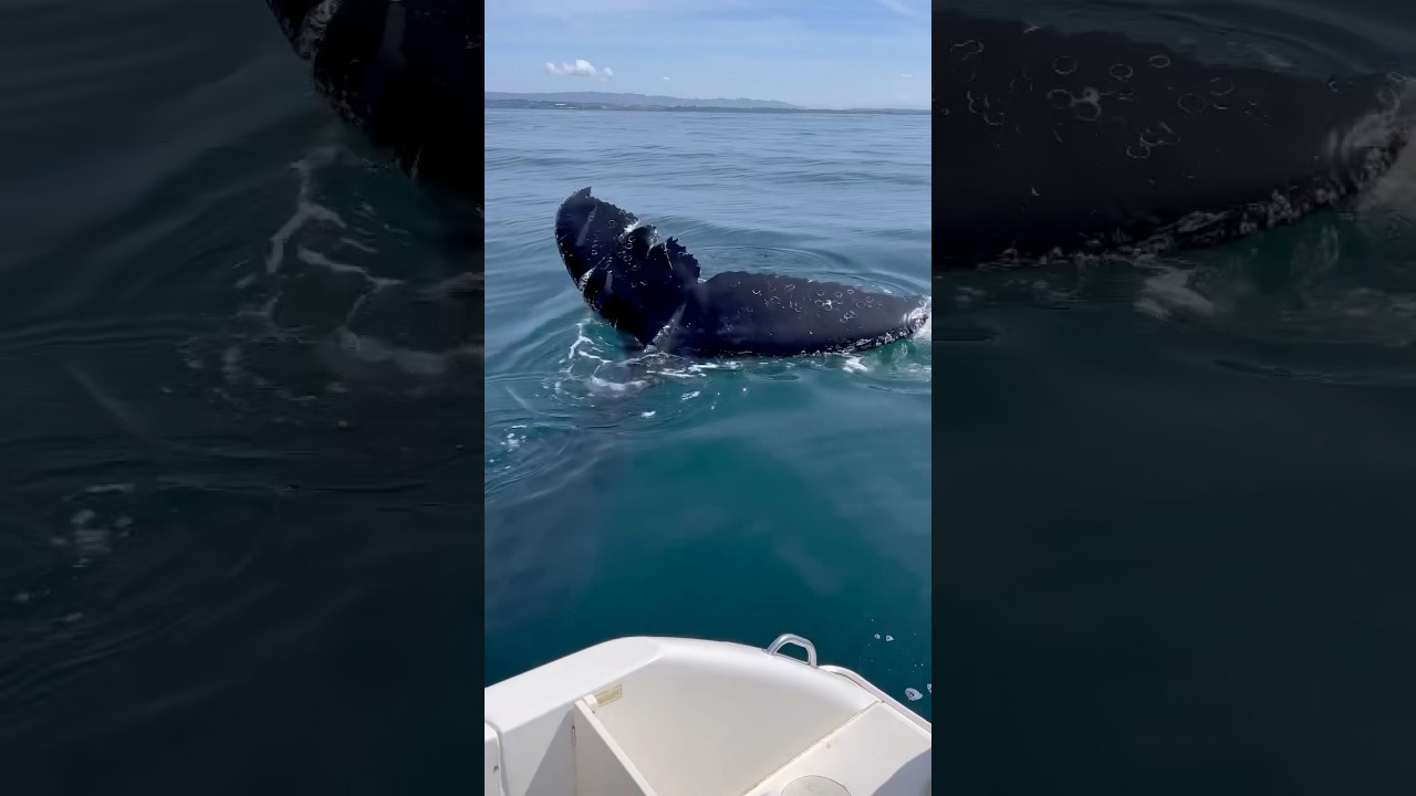 Baleia jubarte passa super perto do barco #viral #shorts #short #aventura #viagem #jubarte