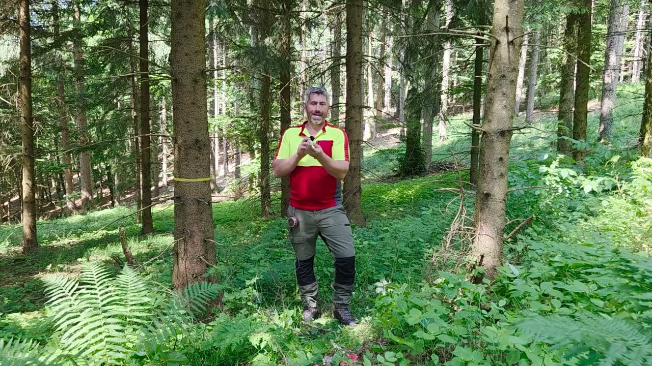 Dauerwaldauszeige
