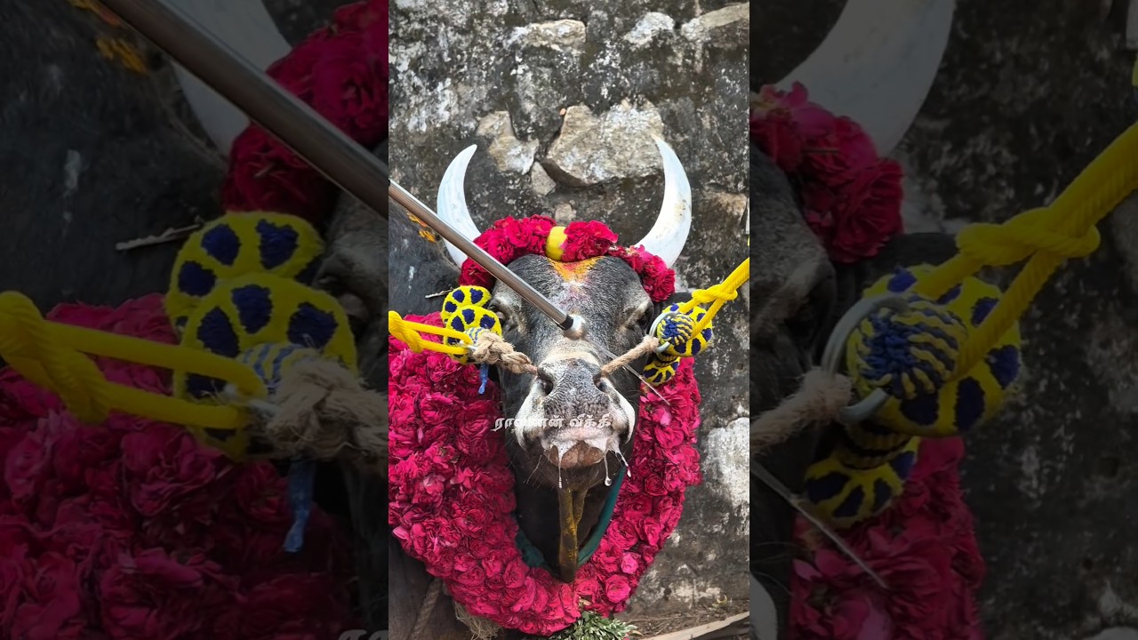 அழகான காளை &hearts;️ #bull #jallikattu