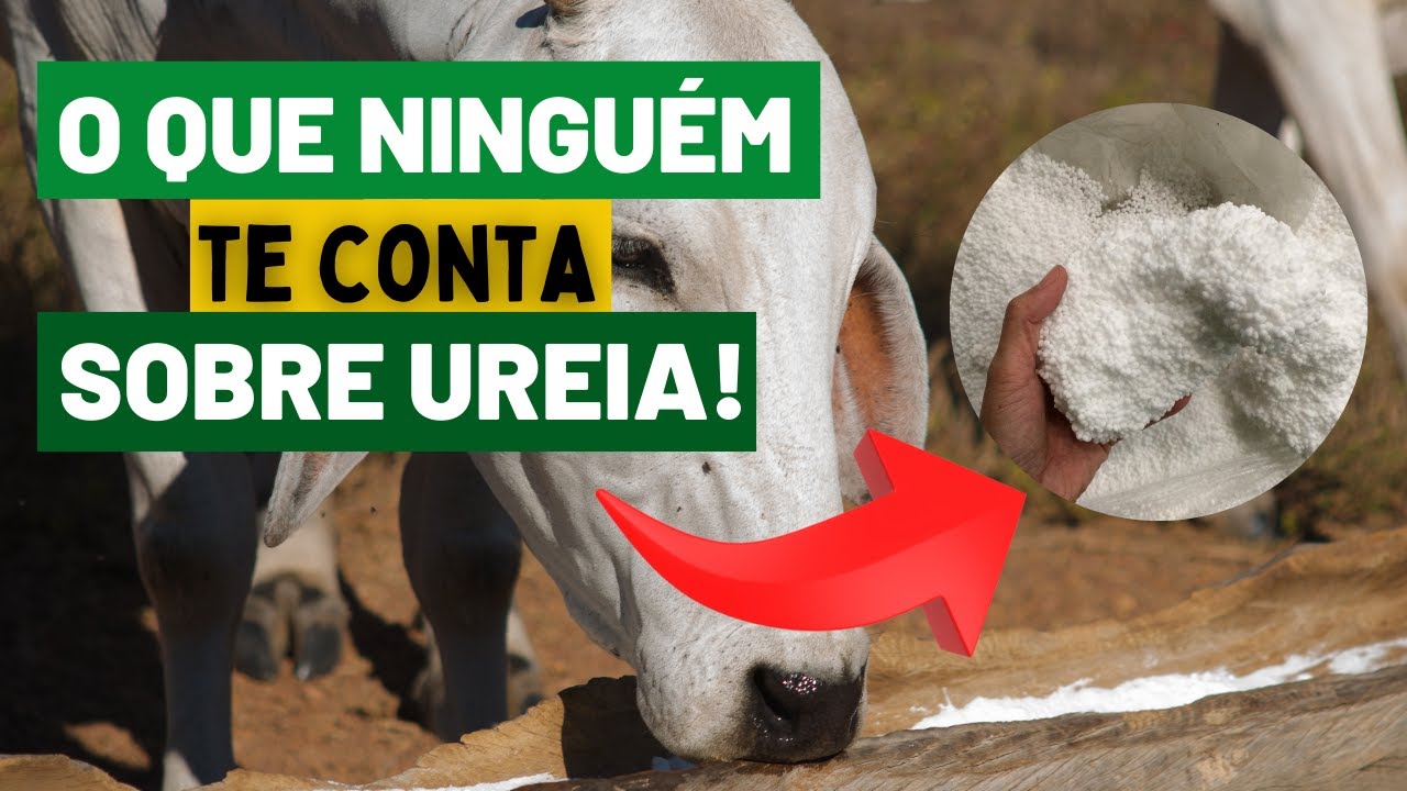 A verdade sobre UREIA na nutrição de bovinos (VOCÊ PRECISA SABER ISSO!)