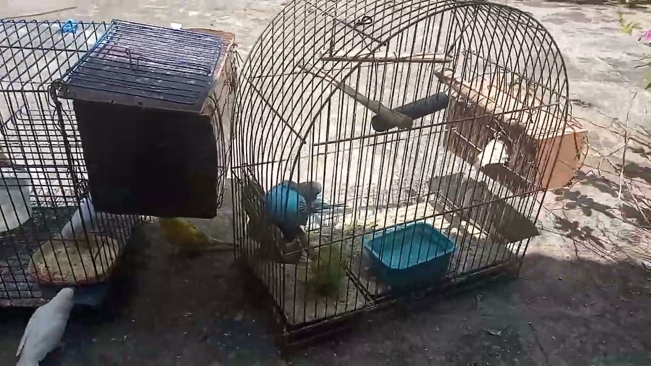um pouco dos periquitos parte 2