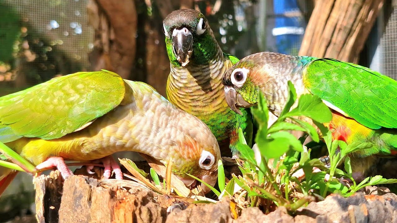 parrot is looking for something to eat. Green cheek conure parrot sound. 
