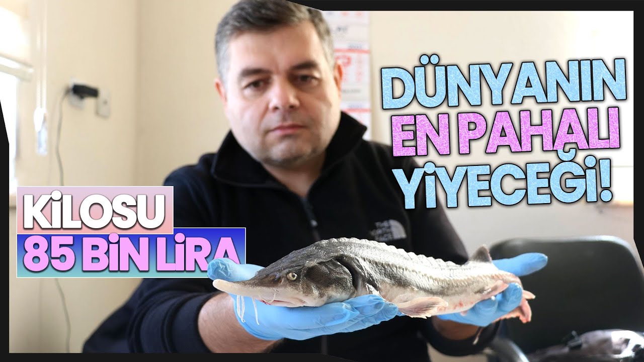 Havyarı 85 Bin TL Olan Mersin Balığı Fırat’ta Yetiştirilecek