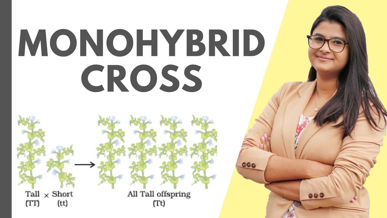 Monohybrid Cross || Mendel's Experiment || (Easy !)  [HINDI]