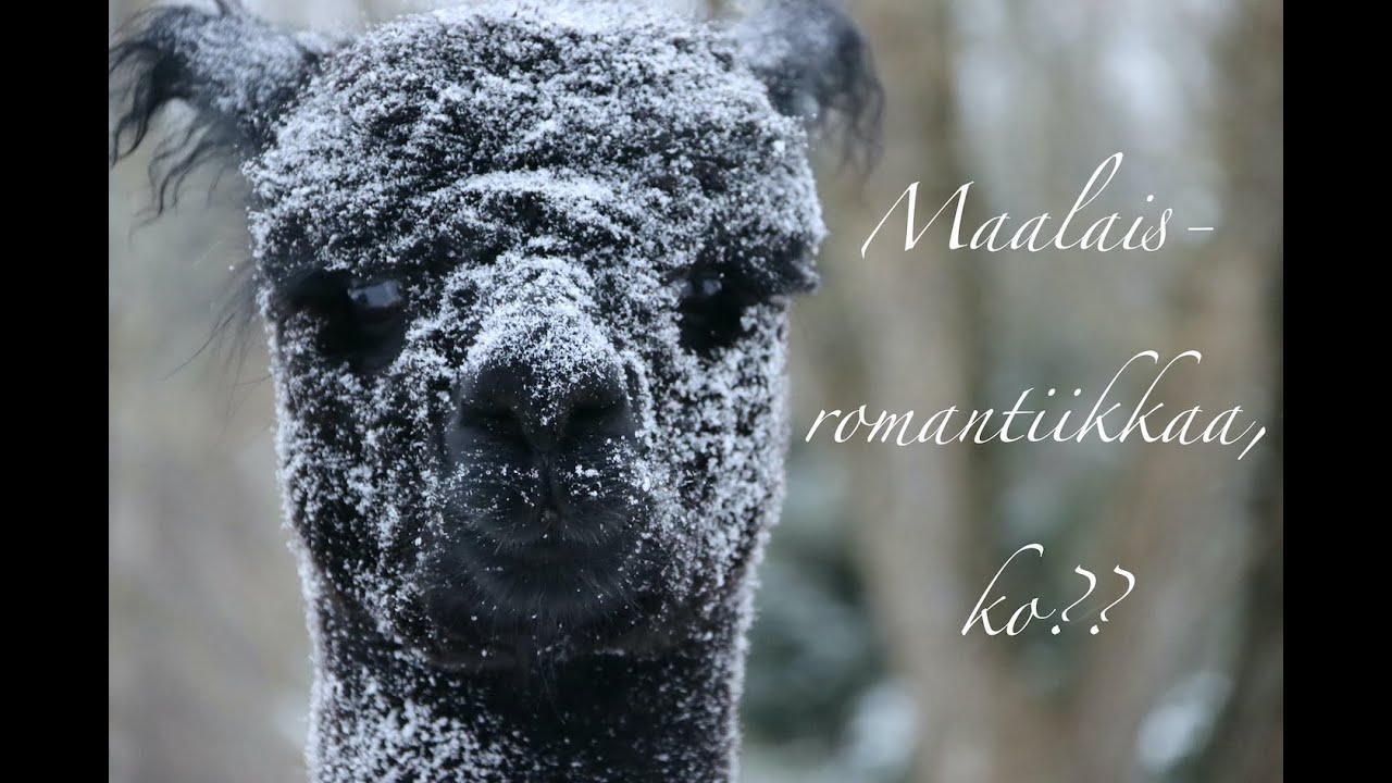 Kolikon kääntöpuoli