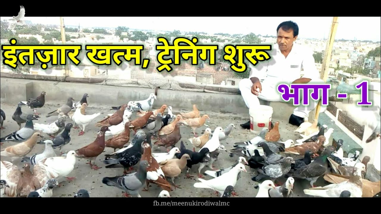 कबूतर को छत पर कैसे लगाए | Kabutar Ko Chhat Par Kaise Lagaye | Meenu Kirodiwal 🕊🕊