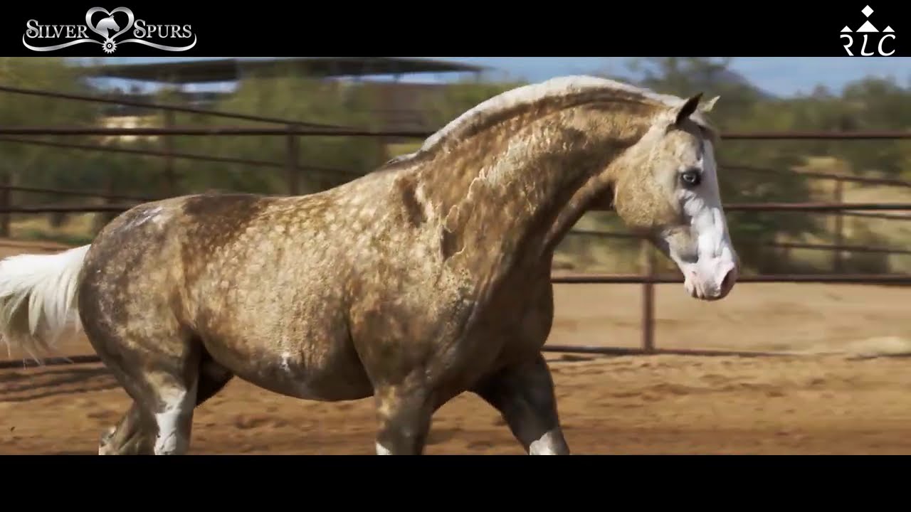 SEMENTALES DE SILVER SPURS EQUINE Disponibles en Hacienda Soñador - México - Parte 1 de 2