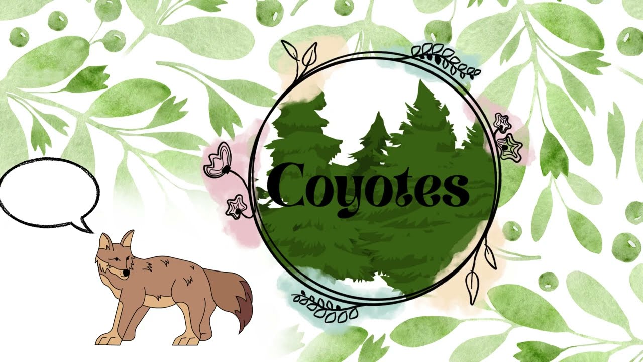 Coyotes: Cool Facts You Gotta Know!
