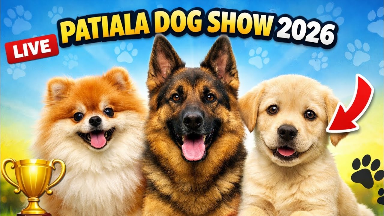 Patiala Biggest Dog Show Vlog | Fun, Pets & Trophy Moments - Live Show Updates & All Dog Breeds 🐕 