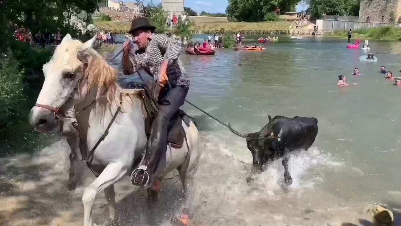 Fête votive de MARSILLARGUES 2019 Abrivado Bandido la compile