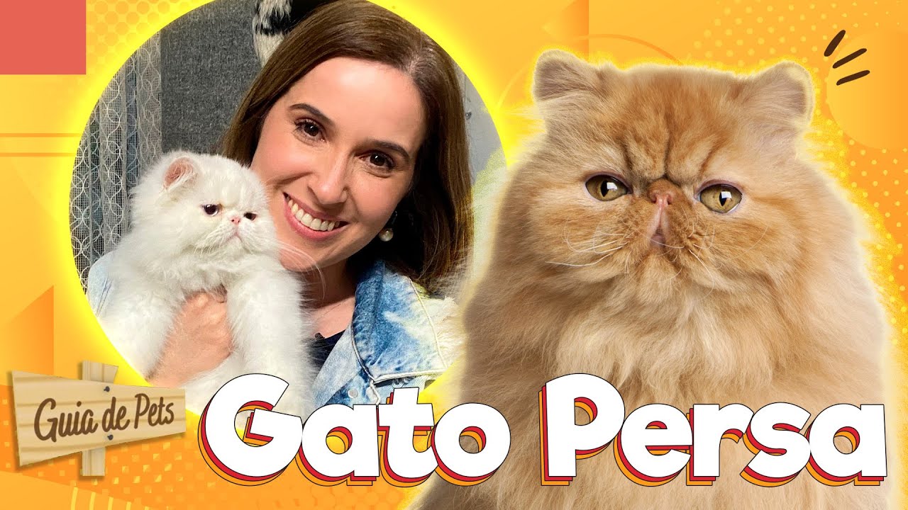 Gato Persa: Tudo sobre a raça mais famosa do mundo! | Guia de Pets
