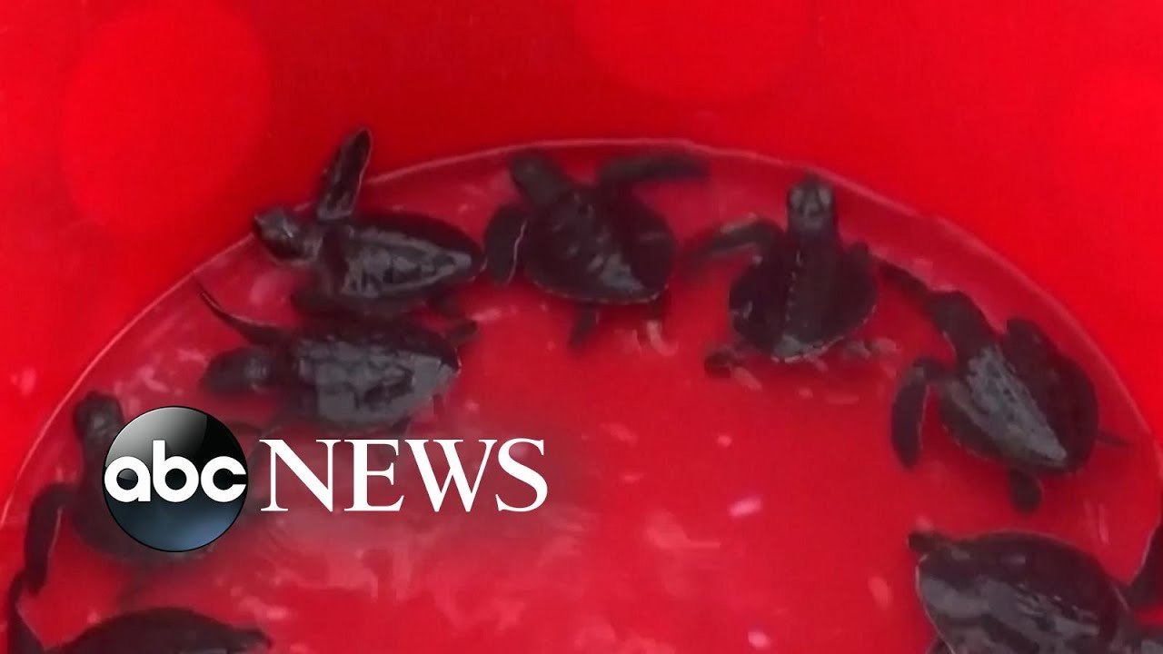 Critically endangered turtle hatchlings released in Indonesia
