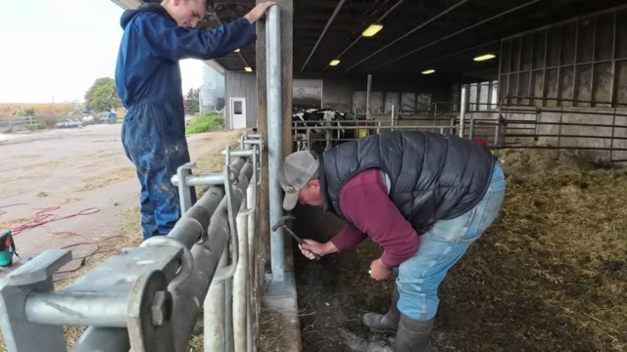 Verder met de jongveestal - Carrying on with the youngstock barn