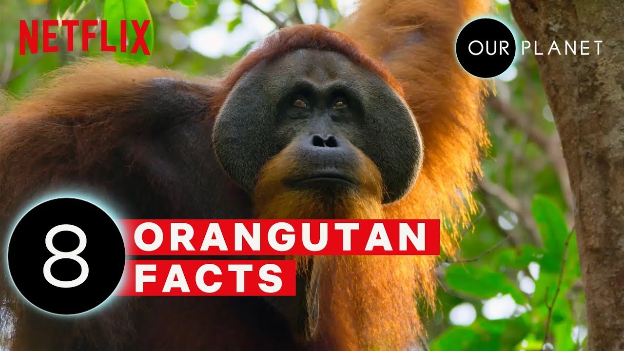 8 Mind Blowing Orangutan Facts | Our Planet | Netflix After School