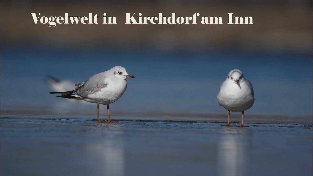 Vogelwelt in Kirchdorf am Inn