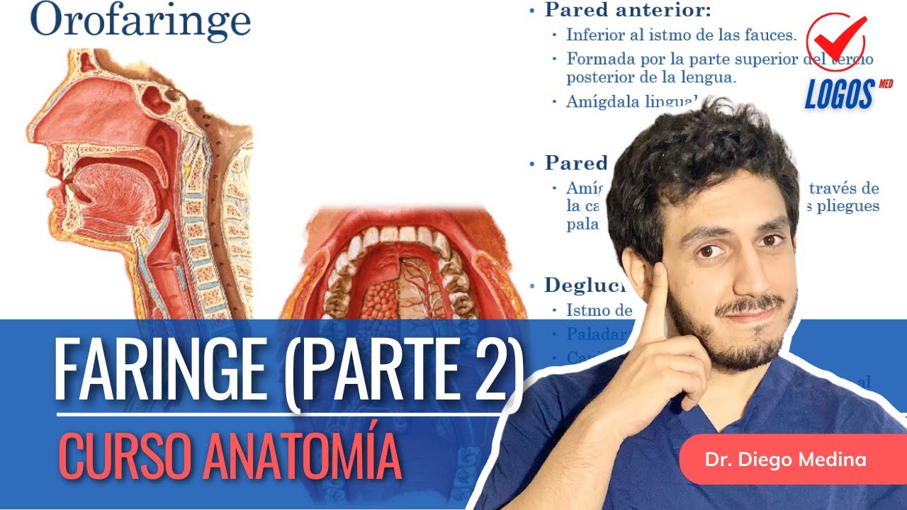 Faringe (Parte 2) | Curso Anatomía Humana
