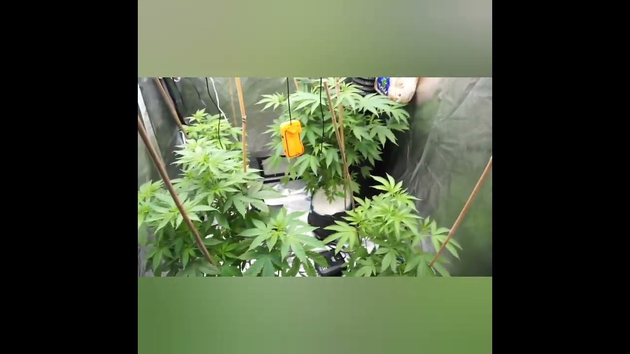 New Autopot Xl Set up Running Crop Salt