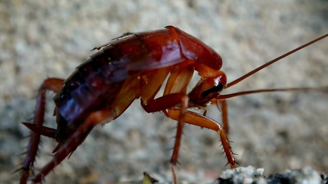 The Most Disgusting Animal in The World - Cockroach