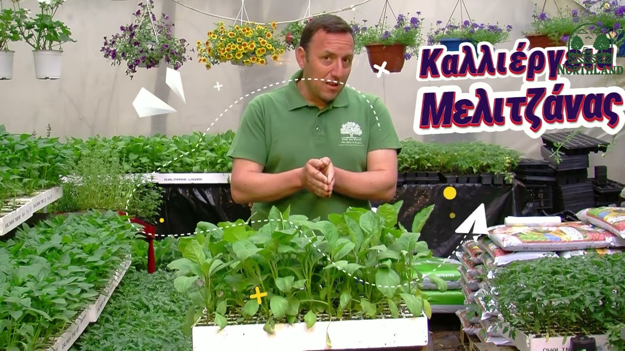 Ερασιτεχνική καλλιέργεια μελιτζάνας: Όσα πρέπει να ξέρετε