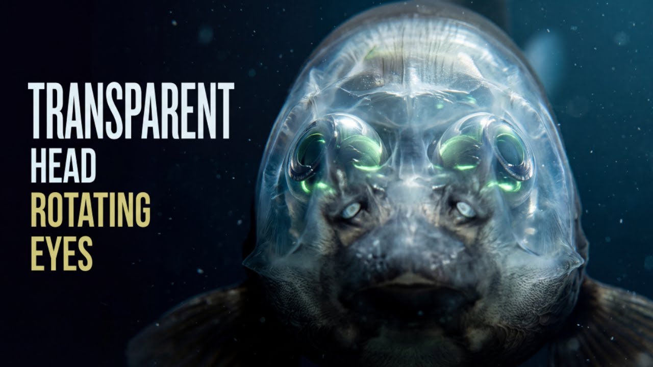 The Deep-Sea Fish With a Transparent Head and Rotating Eyes