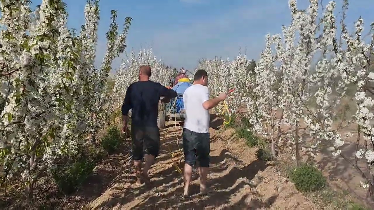 Гилос чанглатиш усулари