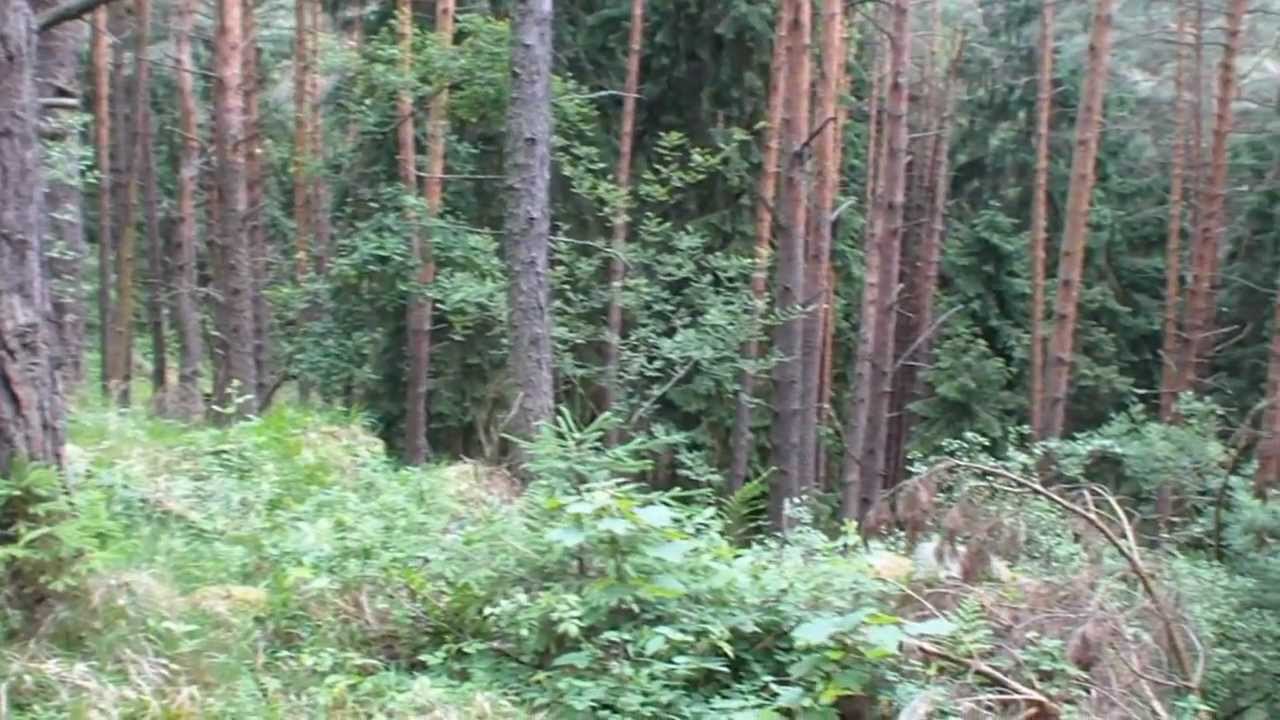 Přírodní rezervace Drahotínský les.wmv
