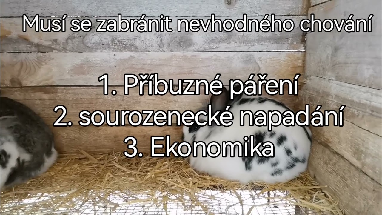 Oční problém u králičků. A váha u králíků před a po 