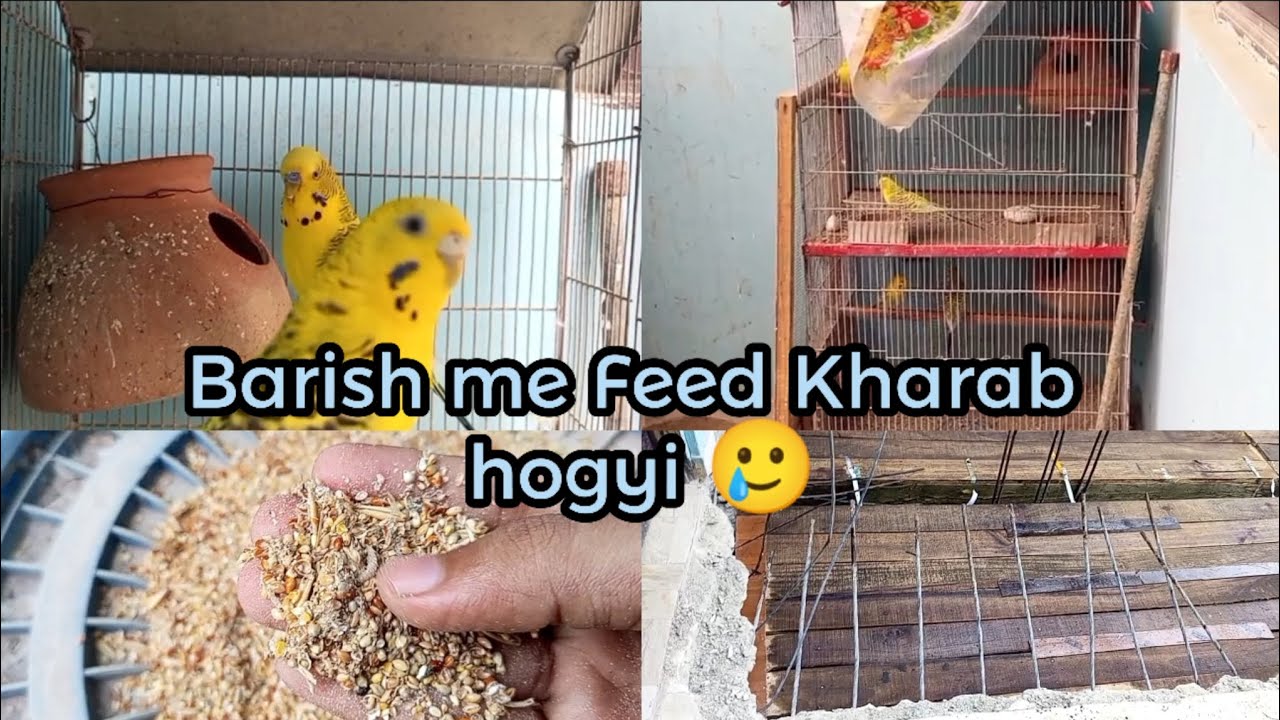 Barish me birds ki feed kharab hogyi| How to care budgies in Rainy season| budgies breeding update