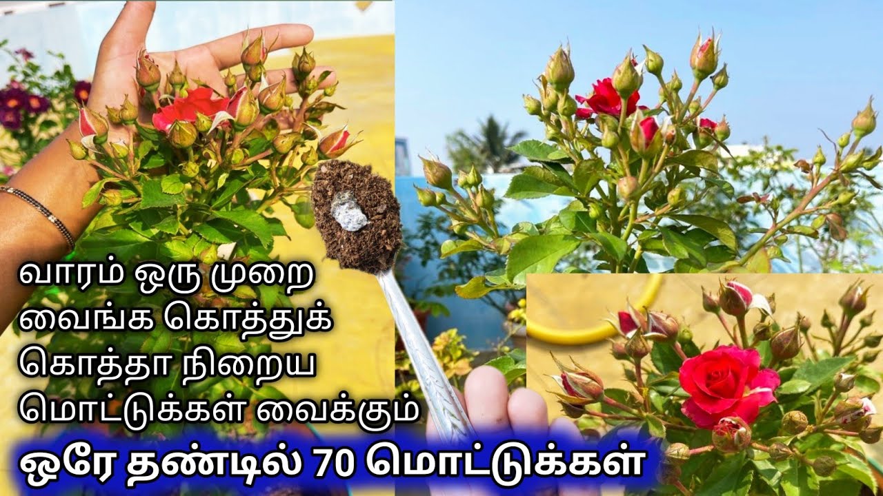 ஒரு‌ ஸ்பூன் வைத்தால் போதும் நிறைய மொட்டுக்கள் வைக்கும் || Best organic fertilizer for roses in tamil