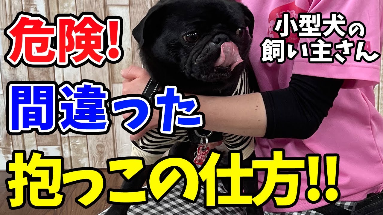 【犬 しつけ】愛犬を落としやすい抱っこの仕方、痛みを与える抱き上げ方を解説！