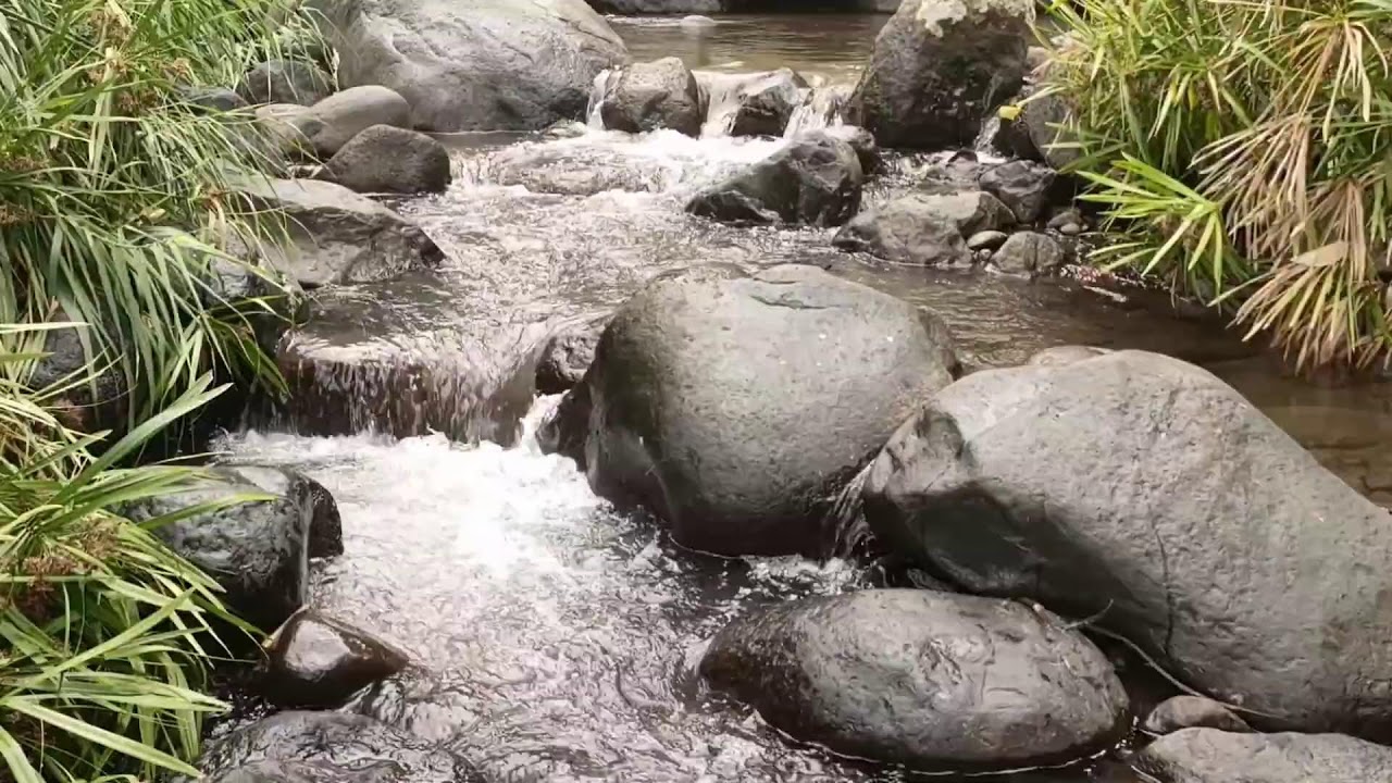 Forest River, Relaxing Nature Sounds l Sleep, Relax and Study Focus