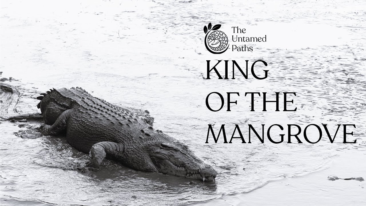 The Untamed Paths | The Saltwater Crocodile | SINGAPORE | 4K