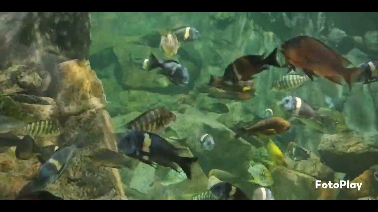 Petrochromis Tropheus Tang