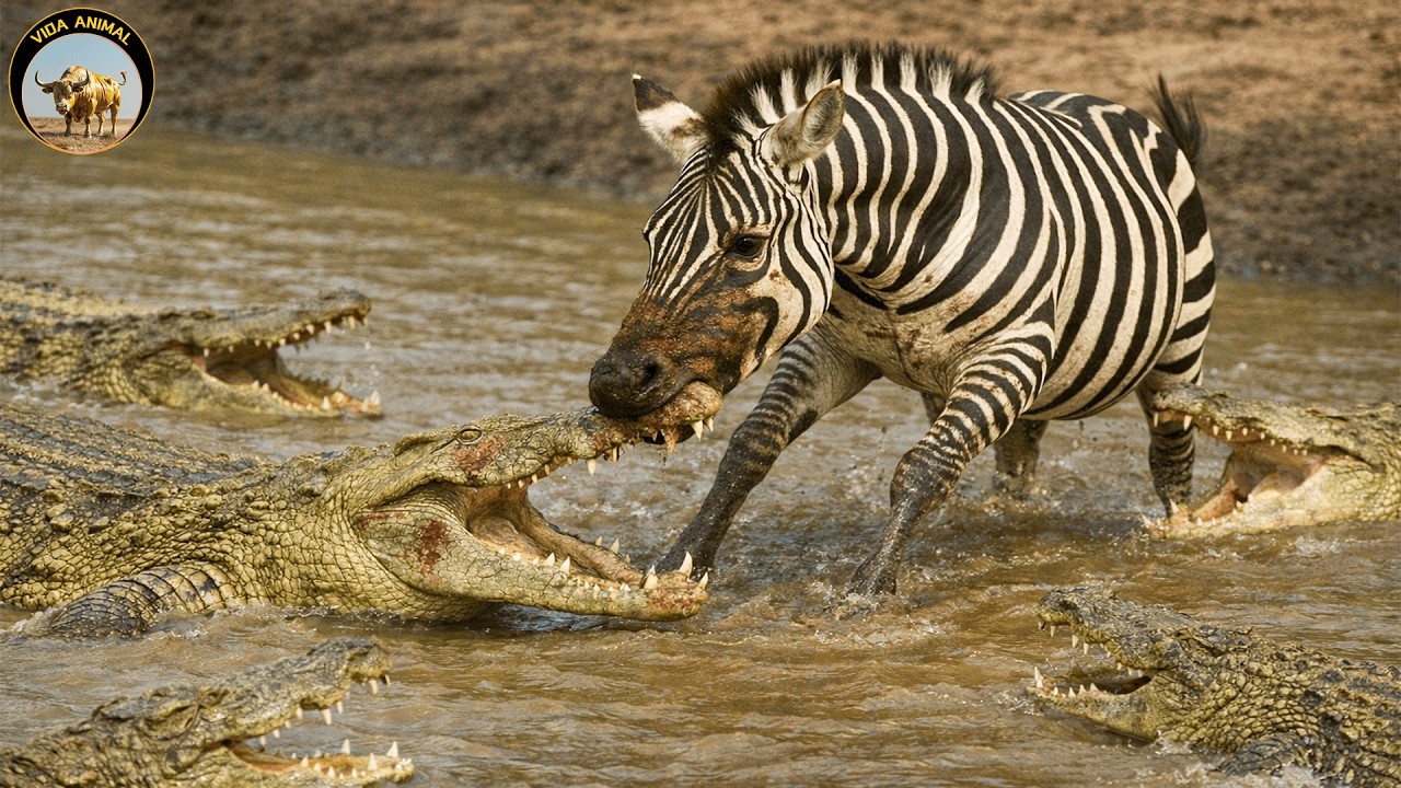 Masái Mara – La Patada Mortal de la Cebra Frente al Cocodrilo #animalessalvajes | Vida Animal TV