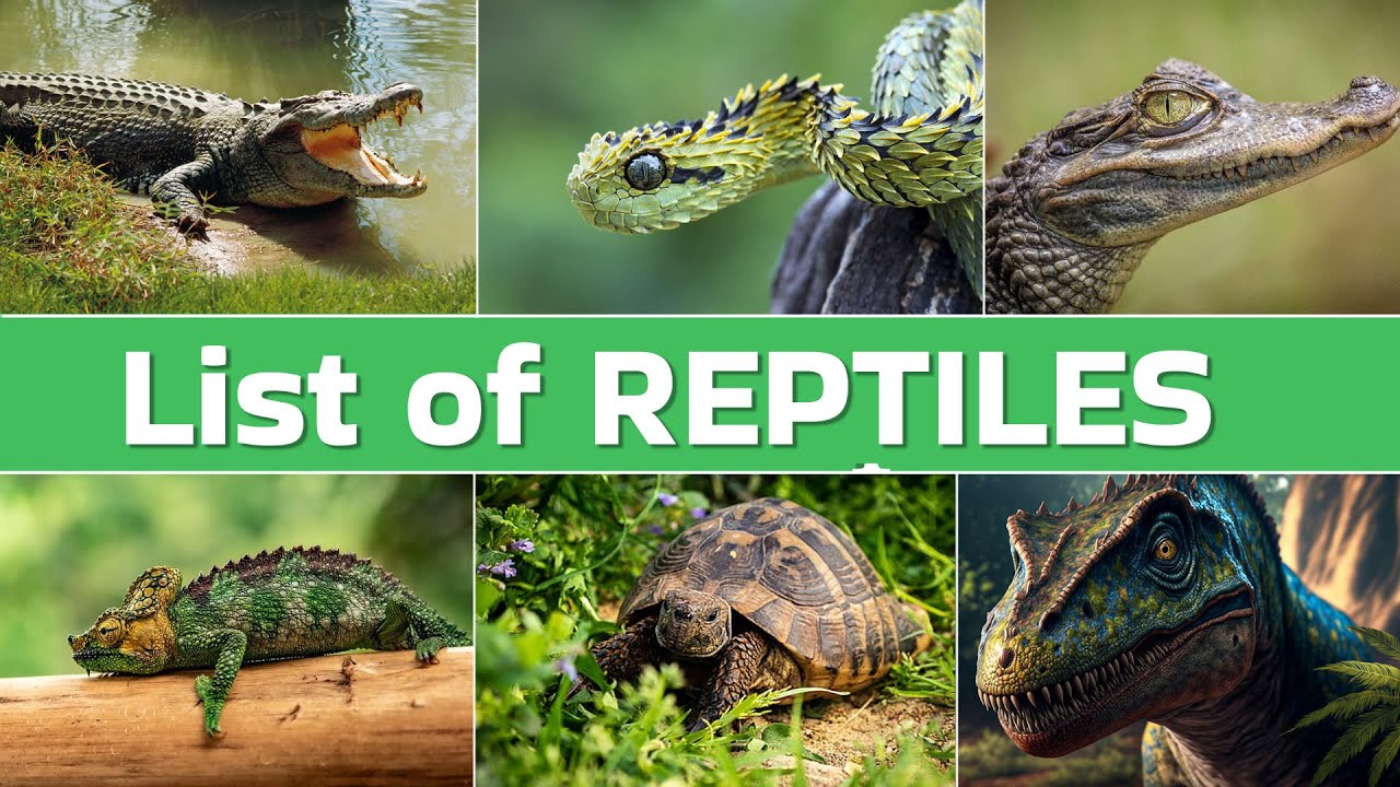 Reptiles Kingdom: Discover cool Reptiles Names For Kids!