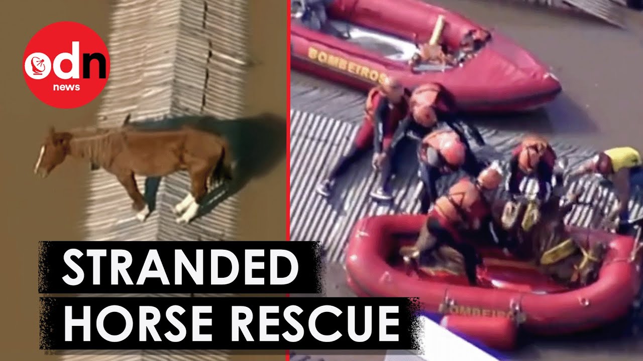 Brazil Floods: Dramatic Rescue of Horse Stranded on Rooftop For Days