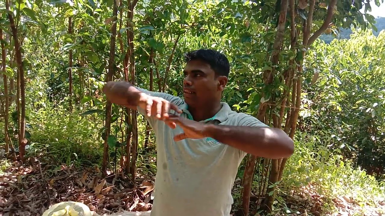 කුරුදු ඇමෝනියා මිශ්‍ර පොහොර සාදන අයුරු සහ කැලය මර්දනය කරන අයුරු